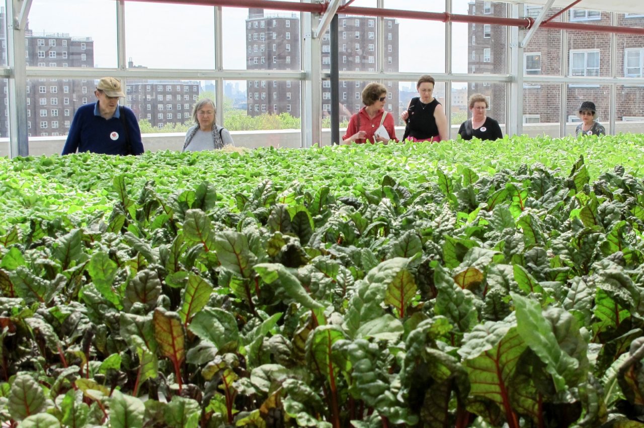 Super Green Rooftop Farm | Garden Culture Magazine