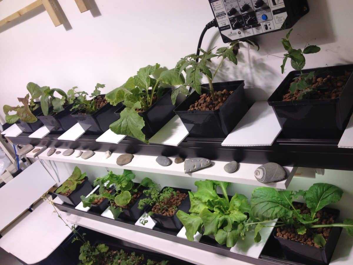 Hydroponics Garden